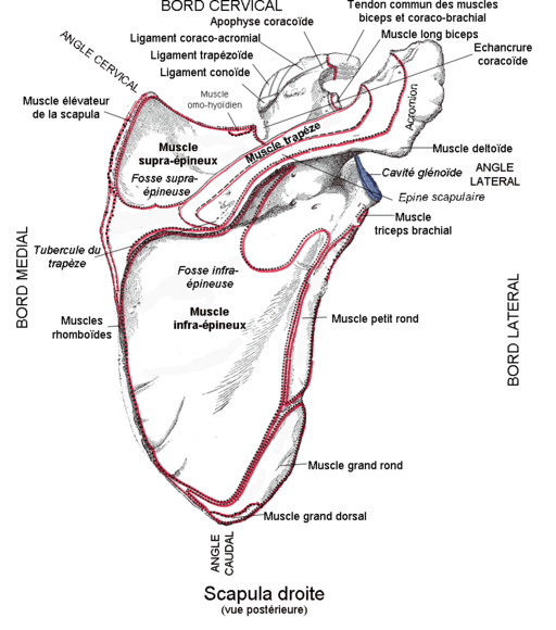 Scapula1