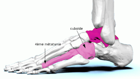 Astragale, cuboïde et métatarses