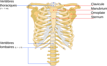 Cage Thoracique