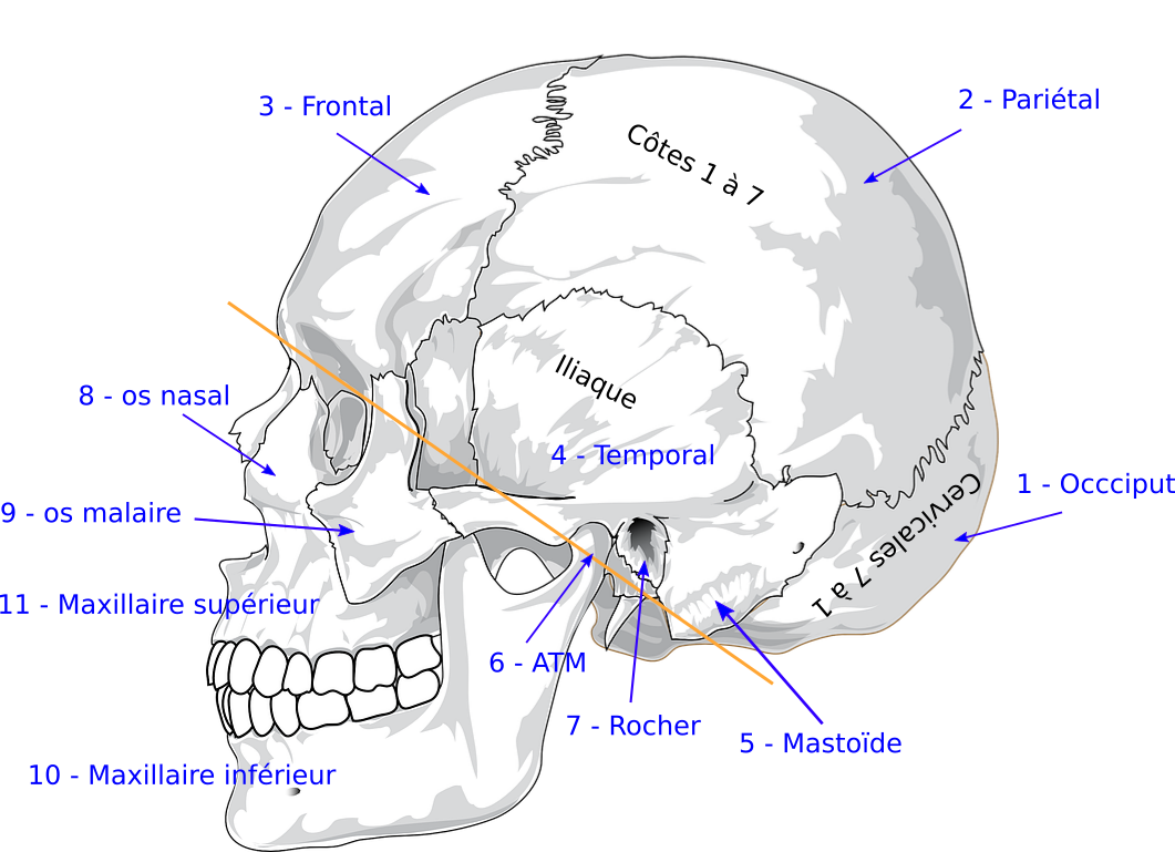 Les os du crâne