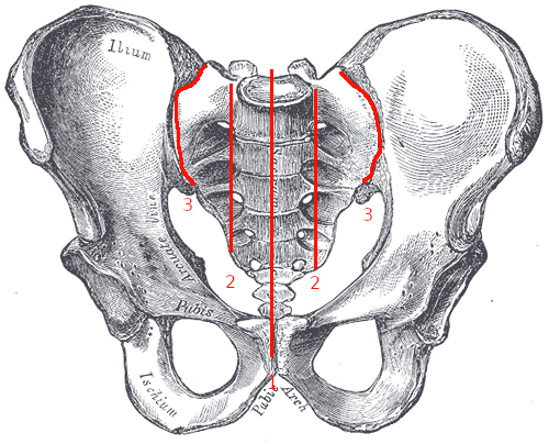 Sacrum