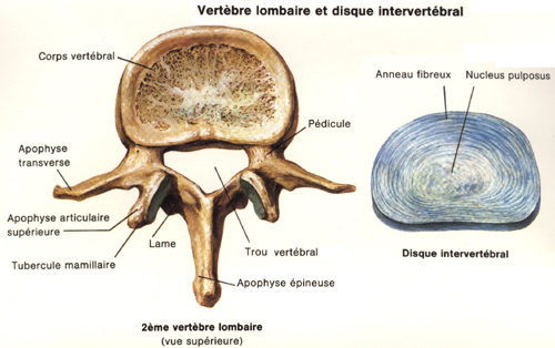 Vertèbre lombaire