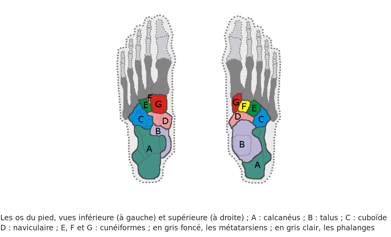 Les os des pieds