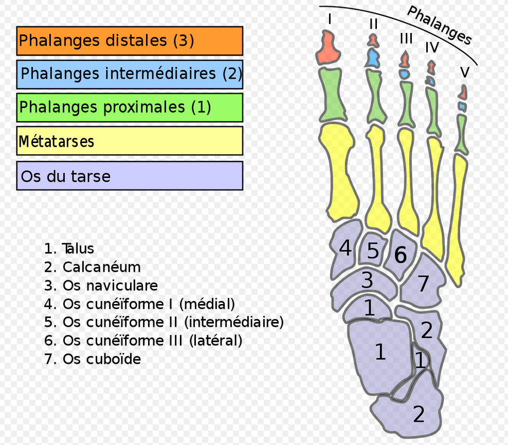 Os des pieds