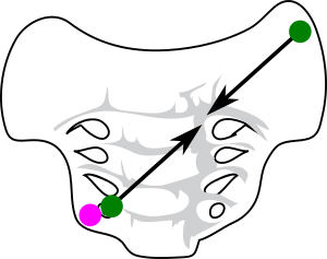 Axe transverse du sacrum